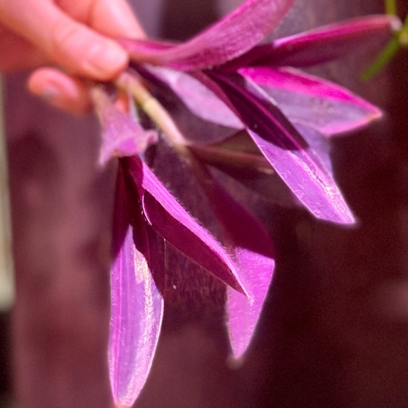 (3) Rare tradescantia variegated pallida ‘pink stripe’ cuttings - Picture 3 of 12